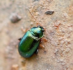 Crepidodera fulvicornis