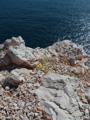 Senecio leucanthemifolius