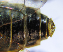 Cephalcia alpina
