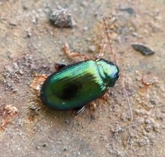 Crepidodera fulvicornis