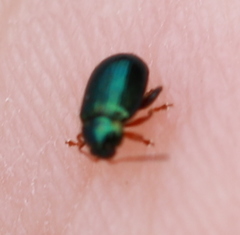 Crepidodera fulvicornis