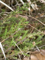 Ericeae