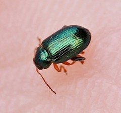 Crepidodera fulvicornis