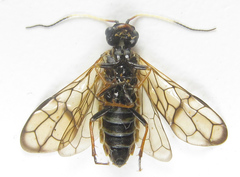 Cephalcia alpina