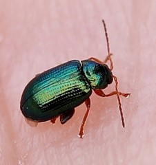 Crepidodera fulvicornis