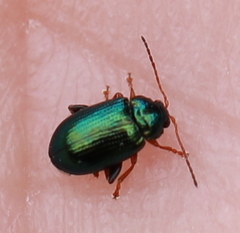 Crepidodera fulvicornis