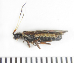 Cephalcia alpina