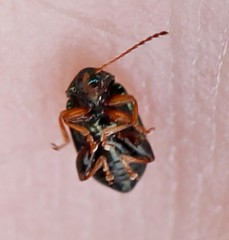 Crepidodera fulvicornis