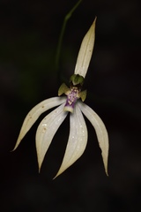 Praecoxanthus aphyllus