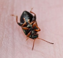 Crepidodera fulvicornis