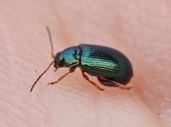 Crepidodera fulvicornis