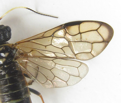 Cephalcia alpina