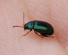 Crepidodera fulvicornis
