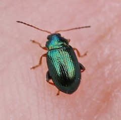Crepidodera fulvicornis