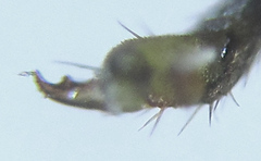 Cephalcia alpina