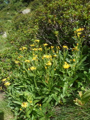 Senecio pyrenaicus
