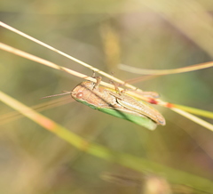 Chorthippus dichrous