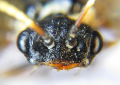 Cephalcia alpina