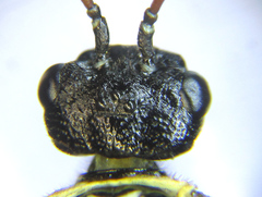 Cephalcia alpina