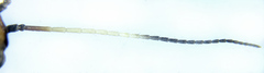 Cephalcia alpina