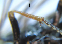 Cephalcia alpina