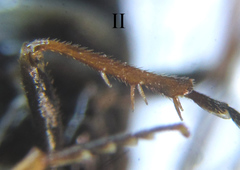 Cephalcia alpina
