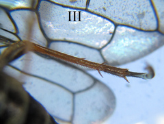 Cephalcia alpina