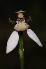 Eriochilus dilatatus