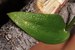 Eriochilus dilatatus