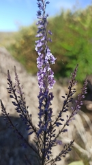 Anarrhinum longipedicellatum