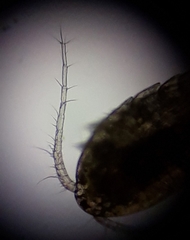 Eucyclops serrulatus