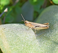 Chorthippus dichrous