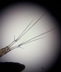 Eucyclops serrulatus