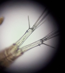 Eucyclops serrulatus