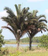 Raphia australis