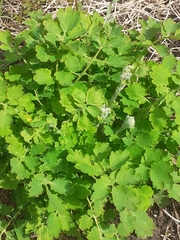 Chelidonium majus