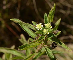 Lippia rehmannii