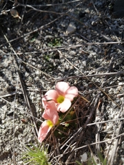 Oxalis pulchella