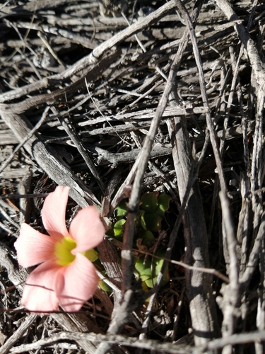 Image of Oxalis pulchella by (c) Danie Palm, some rights reserved (CC BY)