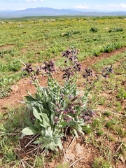 Solenanthus stamineus