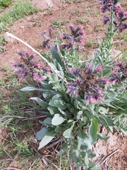 Solenanthus stamineus