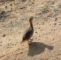 Campocolinus coqui coqui