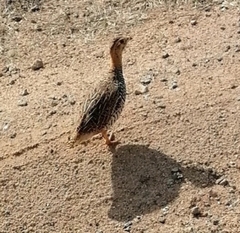 Campocolinus coqui coqui