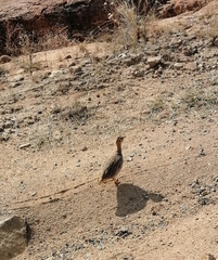 Campocolinus coqui coqui