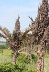 Raphia australis