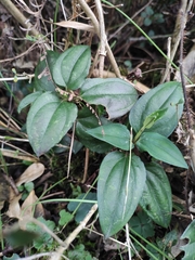 Tripterospermum nienkui