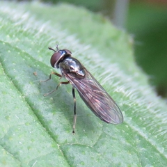 Platycheirus albimanus