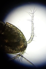 Diacyclops bicuspidatus