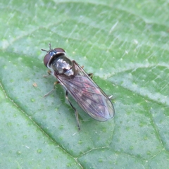 Platycheirus albimanus