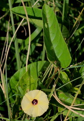 Hewittia malabarica
